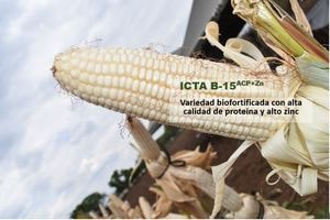 Maíces biofortificados de Guatemala